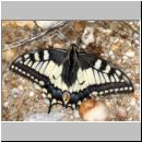 Papilio machaon - Schwalbenschwanz 01 Teverener Heide.jpg